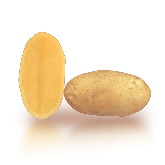 Pomme de terre PENELOPE