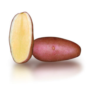 Pomme de terre ROSABELLE