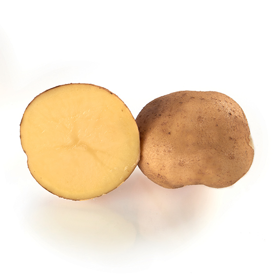 Pomme de terre SASSY