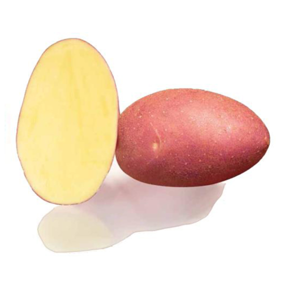 potato