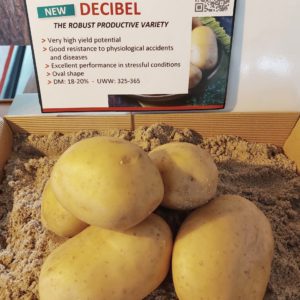 Pomme de terre Decibel