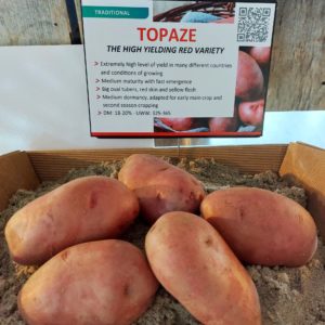 Pomme de terre Topaze